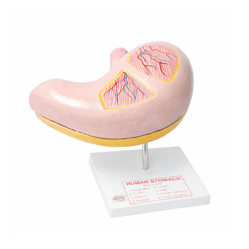 Jumbo Human Stomach Model