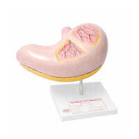 Jumbo Human Stomach Model