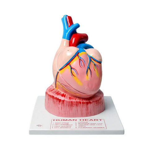 Jumbo Human Heart Model