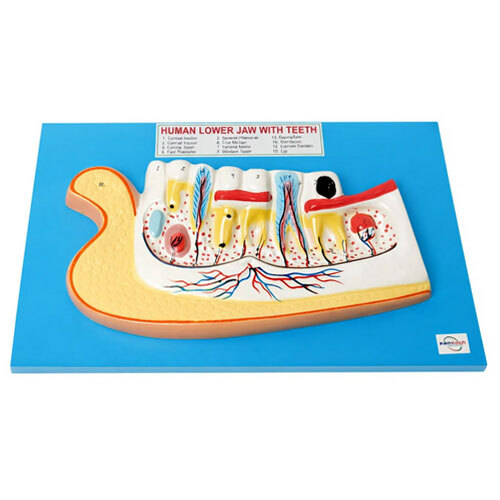 Human Lower Jaw with Teeth Model