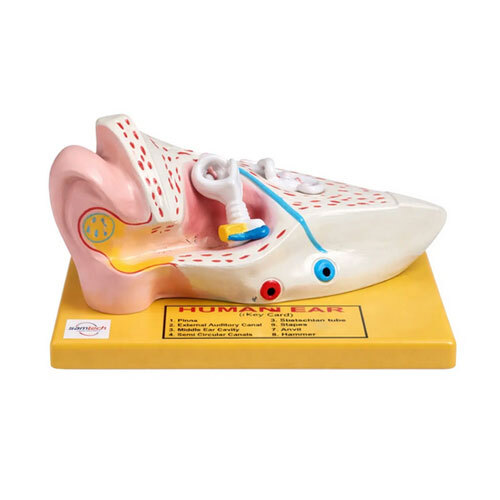 Human Ear Model-Small