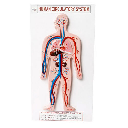 Human Circulatory System Model