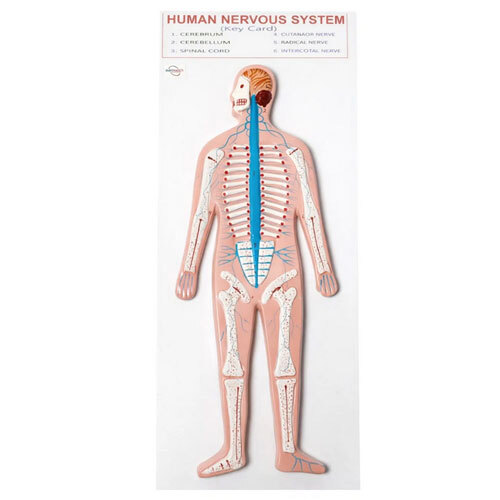 Human Nervous System Model