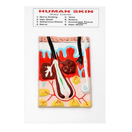 Human Skin Model