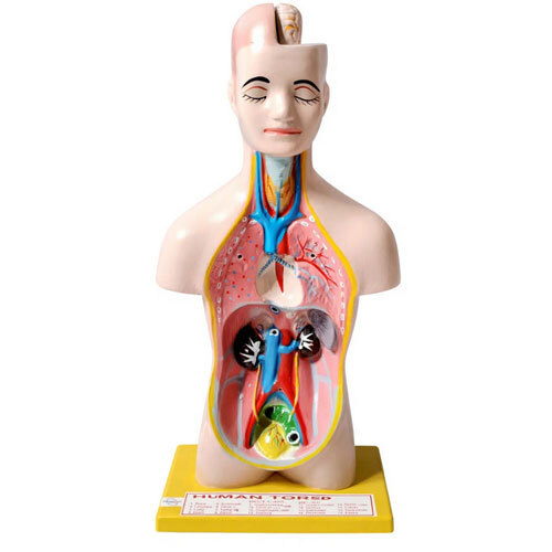 Human Torso Model Small