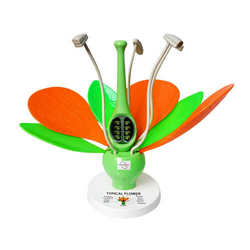 Typical Flower Model