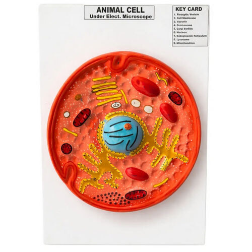 Animal Cell Model