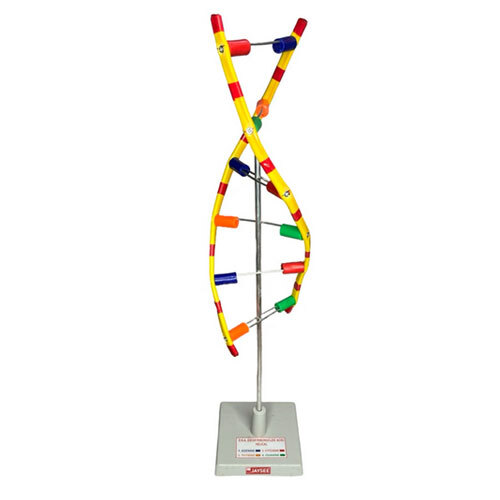 DNA Model