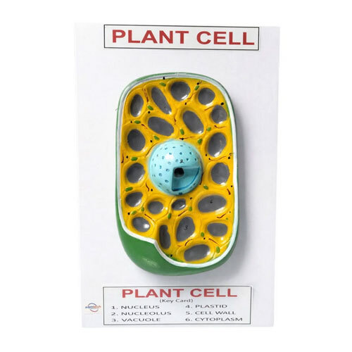Plant Cell Model