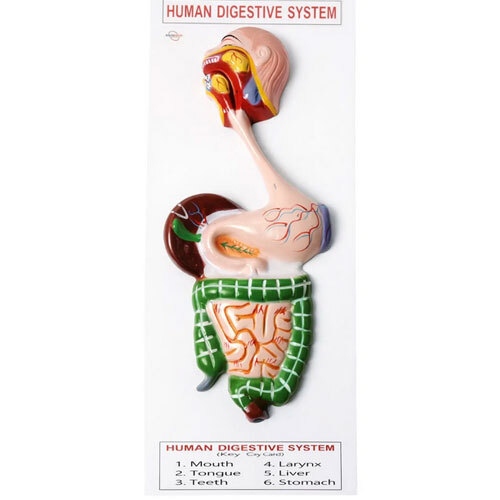 Human Digestive System Model