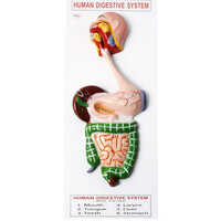 Human Digestive System Model