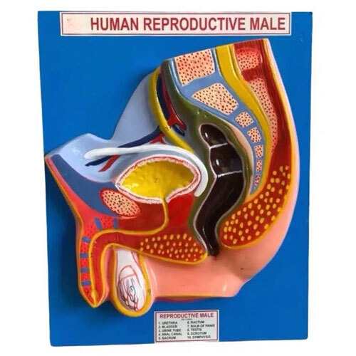 Male Reproductive Model