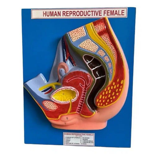 Female Reproductive Model
