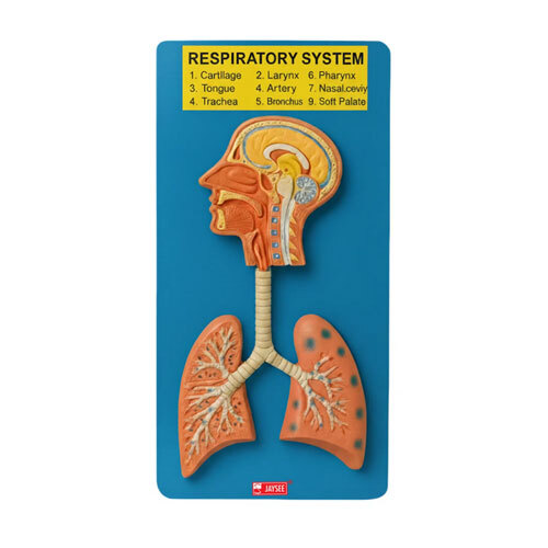 Respiratory System Model