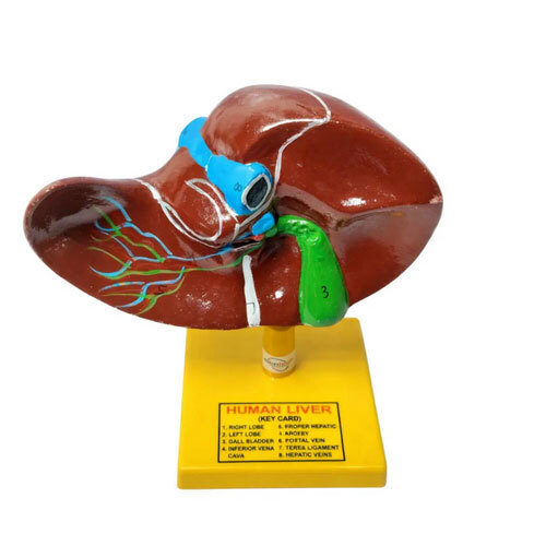 Human Liver Model
