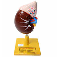 Human Kidney Model - Advantage: Displays Anatomical Details With Removable Parts