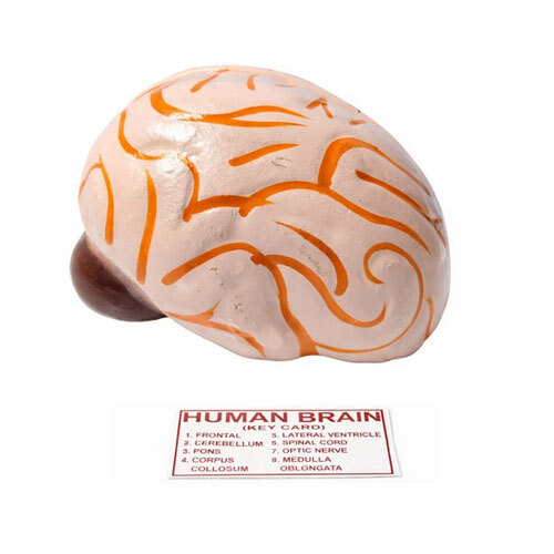 Human Brain Model
