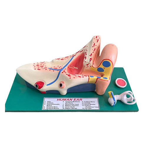 Human Ear Model