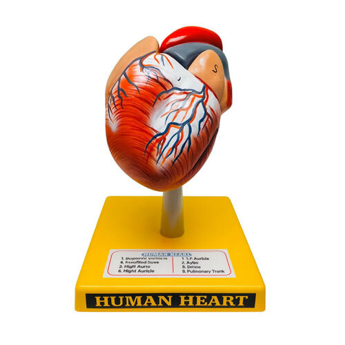 Human Heart Model