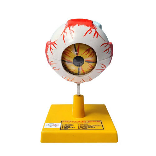 Human Eye Model