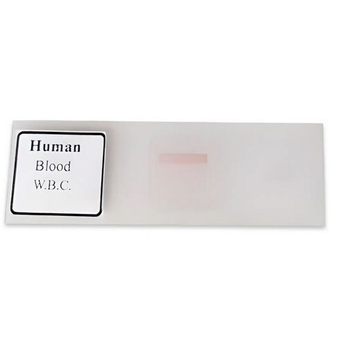 Human Blood W.B.C Slide