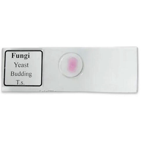 Fungi Yeast Budding Slide