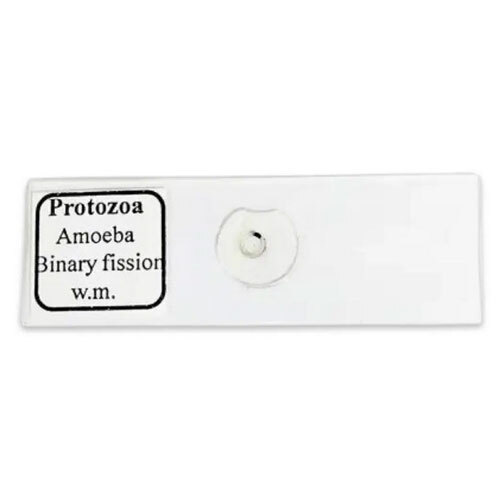 Amoeba Binary Fission Slide