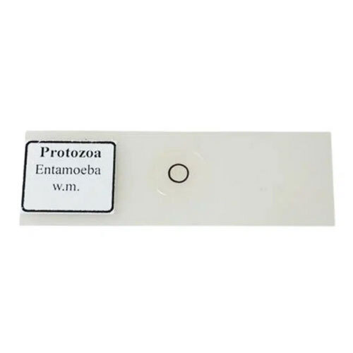 Entamoeba Slide