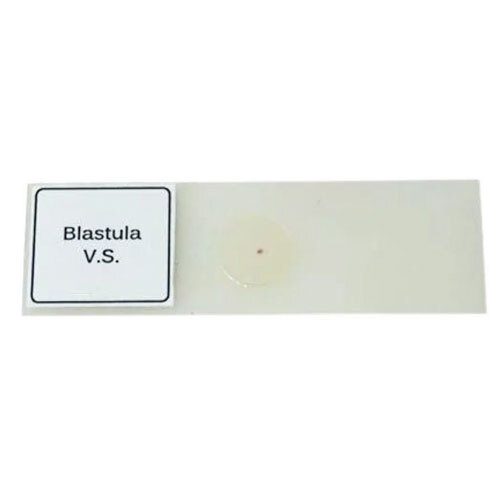 Blastula Slide