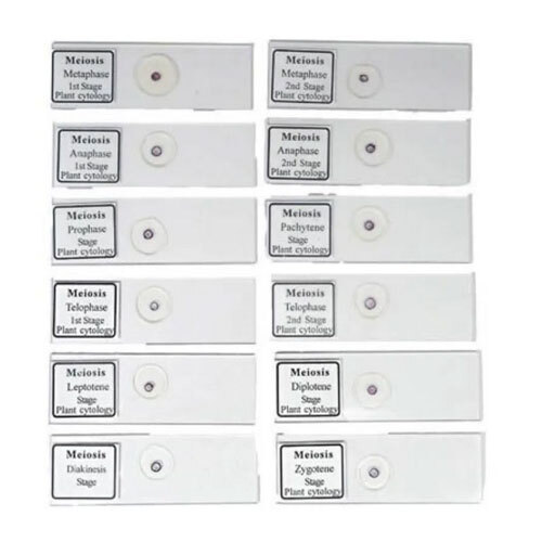 Slide Meiosis (Set of 12)