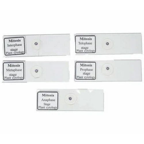 Slide Mitosis (Set of 5)
