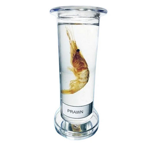 Zoology Specimen (Special)