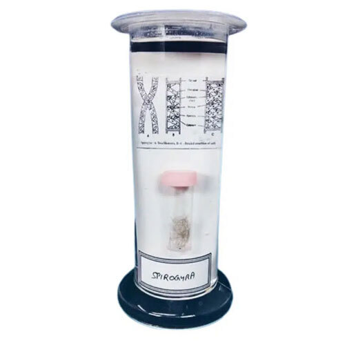 Botany Specimens (Common)