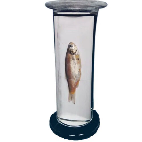 Zoology Specimens (Common)