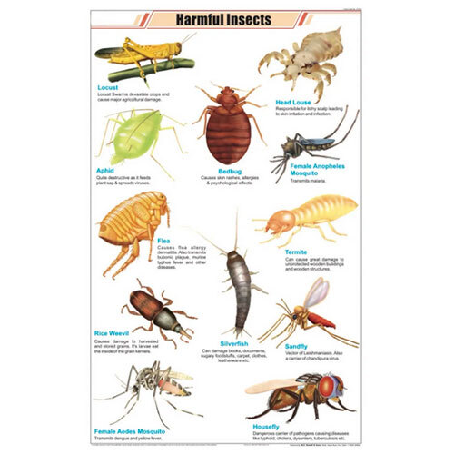 Harmful Insects Chart
