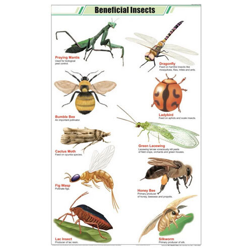 Beneficial Insects Chart