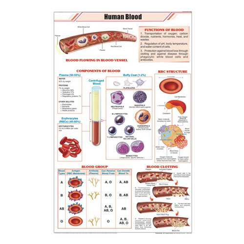 Human Blood Chart