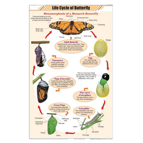 Life History of Butterfly Chart