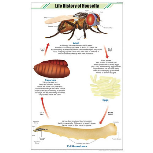 Life History of Housefly Chart