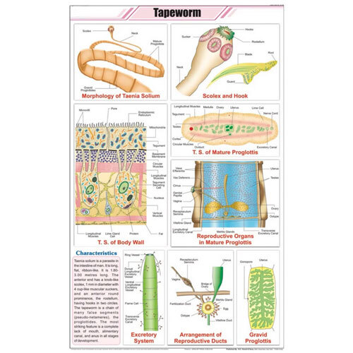 Tapeworm Chart