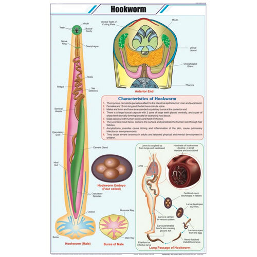 Hookworm Chart