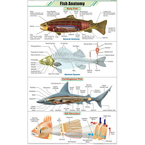 Fish Anatomy Chart