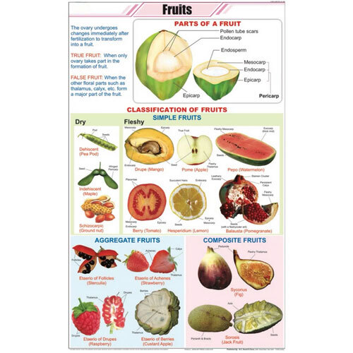 Fruits and Their Classification Chart