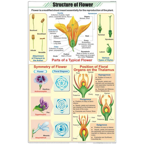 Structutre of Flower Chart