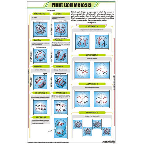 Plant Cell Meiosis Chart