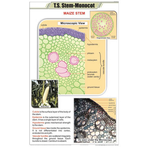 T.S Stem Monocot Chart