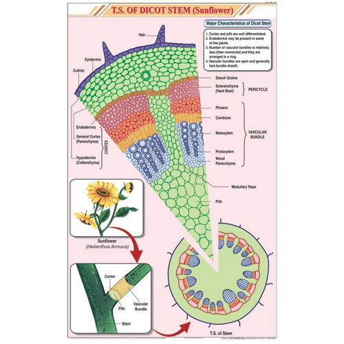T.S Stem Dicot Chart