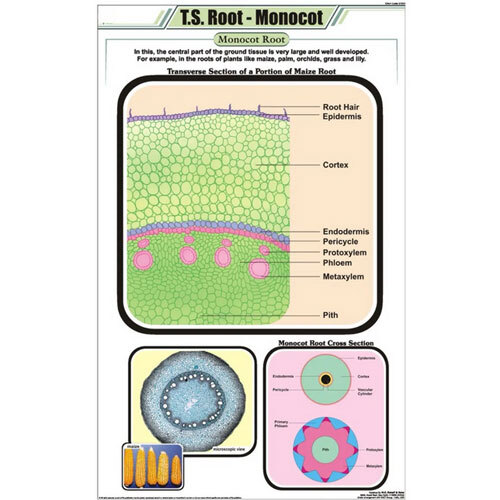 T.S Root Monocot Chart