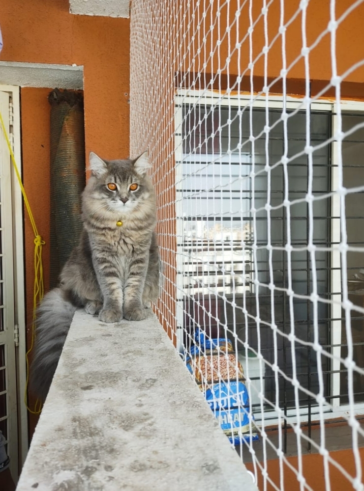 Children Safety Nets