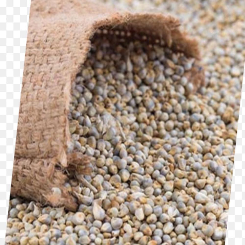 Pearl Millet - Admixture (%): 1% Max